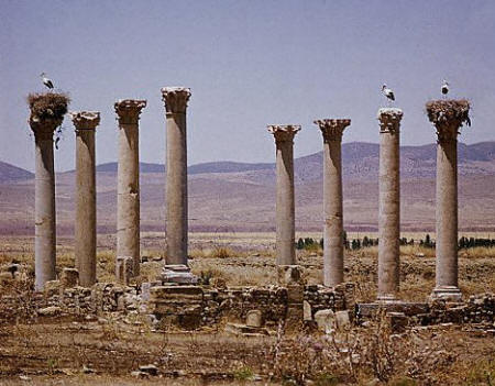 Storks nesting on the columns of the church ruins at Timgad, in the Batna area of Algeria