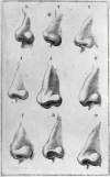Various Noses