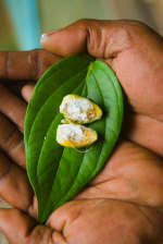 Betel Nuts on a Green Leaf