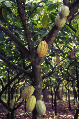 Cacao Orchard with Pods