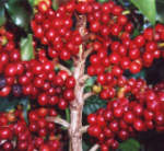 Red Catucai Coffee, a variety of Coffee arabica