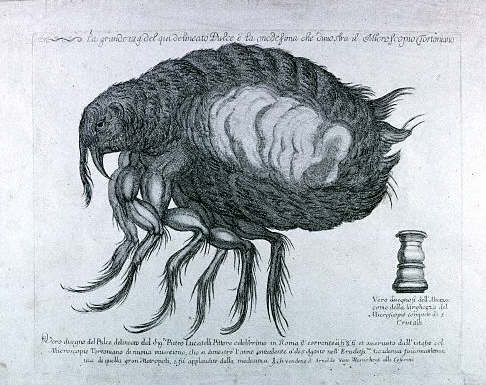 A 17th century drawing of a flea