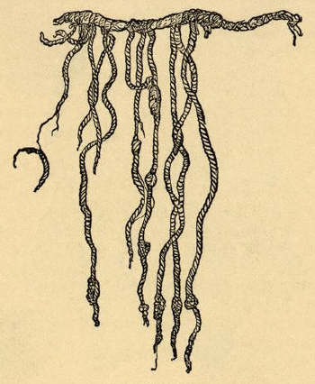 The Quipu, Employed by the ancient Peruvians for record-keeping and calculating