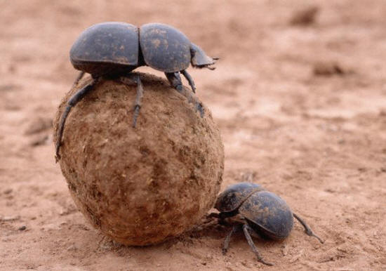 Dung Beetles Roll Ball Of Dung