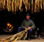 Farmer Drying Tobacco Leaves Over Fire